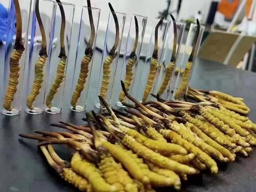 斗门冬虫夏草回收价格