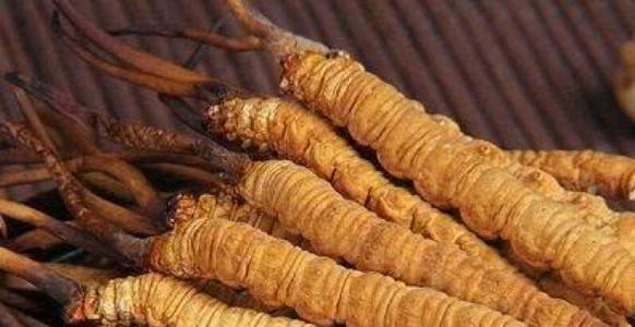 香洲冬虫夏草回收商家