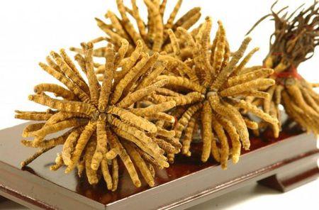 香洲虫草回收多少钱