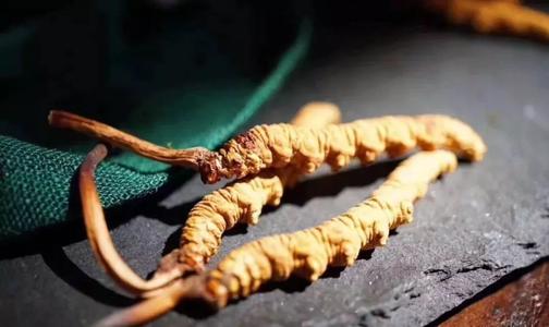 香洲虫草回收商家