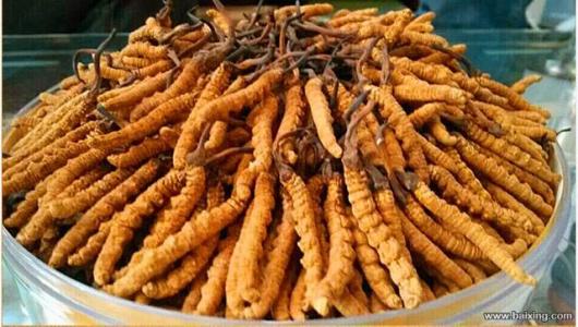 香洲虫草回收商家