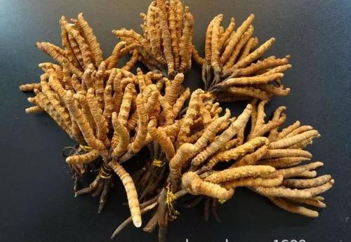 斗门虫草回收免费上门